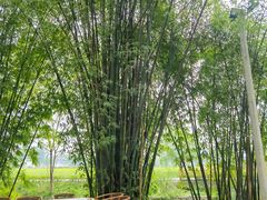 -中国天府农业博览园