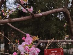 -西安青龙寺遗址景区