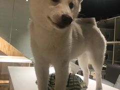 -听TA说宠咖·宠物生活馆(天韵水岸店)