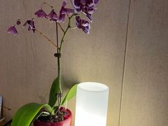 -海尔洲际酒店天下一品中餐厅