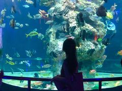 -芜湖新华联大白鲸海洋公园