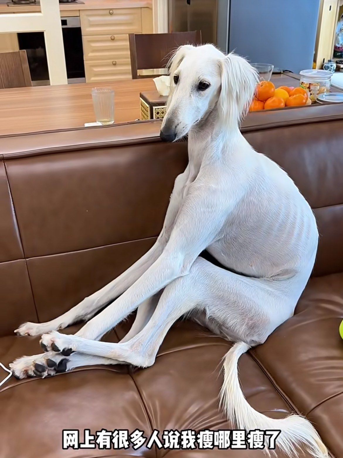 我们细狗吃胖很难的