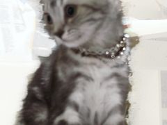 -天使宠物医院·犬猫分诊(彩虹店)