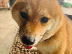 -柴犬高等学院·狗咖·柴犬售卖·宠物训练