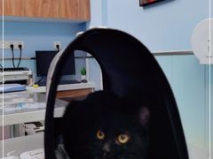 -纳吉亚猫专科动物诊疗中心(蒋宅口分院)