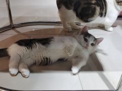 -喵百万·布偶·蓝金金渐层英短·猫舍(百子湾店)