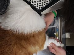 -宠福鑫康馨动物医院·骨科·眼科