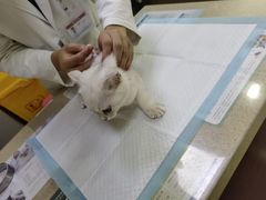 -艾贝尔宠物诊疗