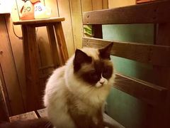 -猫色咖啡·猫咖