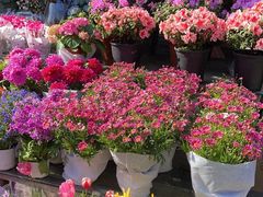 -平吉花卉市场