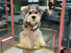 -FAELING PETS美天灵宠物(合生汇店)