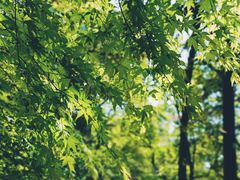 -杭州半山国家森林公园