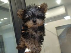 -萌宠之家·腊肠犬·马尔泰·小体犬舍