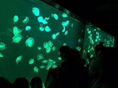 -苏州海洋馆