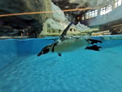 -帝企鹅自助餐厅•儿童岛•真企鹅(长隆企鹅酒店)