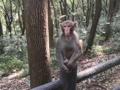 -苏州上方山国家森林公园