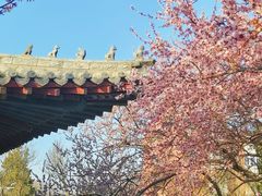 -桃花堤公园