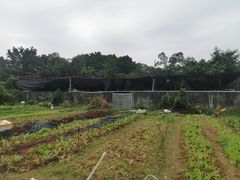 -横沥牛庄(总店)