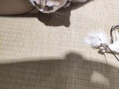 -逗柴咖啡屋·狗咖猫咖宠物桌游