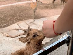 -清迈夜间动物园