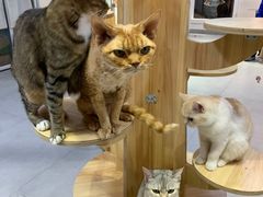 -Heymao猫咖.咖啡厅(东门店)