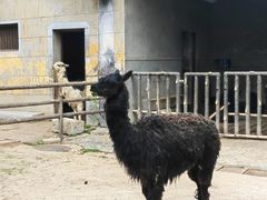 -昆明动物园
