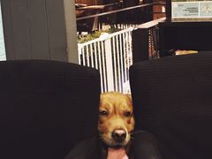 -百好乐宠物友好餐厅(朝外大街店)