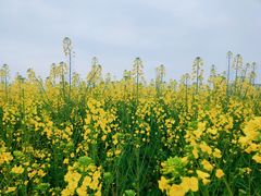 -中国天府农业博览园