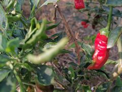 -麦园农庄·西江河鲜