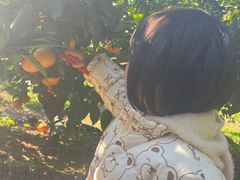 -前小桔亲子创意农场·草莓采摘·露营烧烤