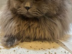 -宠爱国际动物医院·消化内科·心肾内科·ISFM猫友好(望京店)