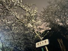 -武汉大学-樱园
