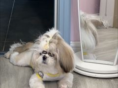 -宠物寄养训练学校