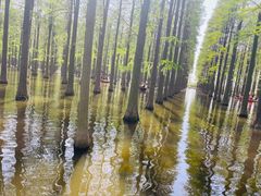 -渌洋湖湿地公园