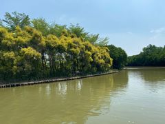 -大湾区中央湿地公园