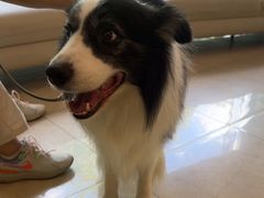 -瑞派申生动物医院·24H夜诊·国际动物医疗中心·骨外科(吴中路店)