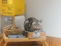 -有猫主题·治愈系猫咖(曾厝垵店)