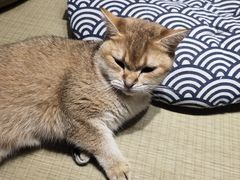 -逗柴咖啡屋·狗咖猫咖宠物桌游