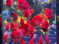 -醉了的船Le Bateau Ivre(温江店)