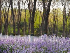 -大兴滨河森林公园