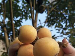 -塘栖枇杷特色园区