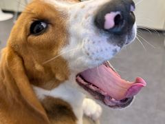 -有喵·猫咖·狗咖·40+猫狗有小奶狗(岗厦店)