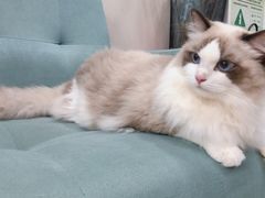 -袖虎宠物·金渐层缅因猫舍(灵芝店)