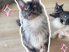 -十年猫舍·猫咪专门店(普陀店)