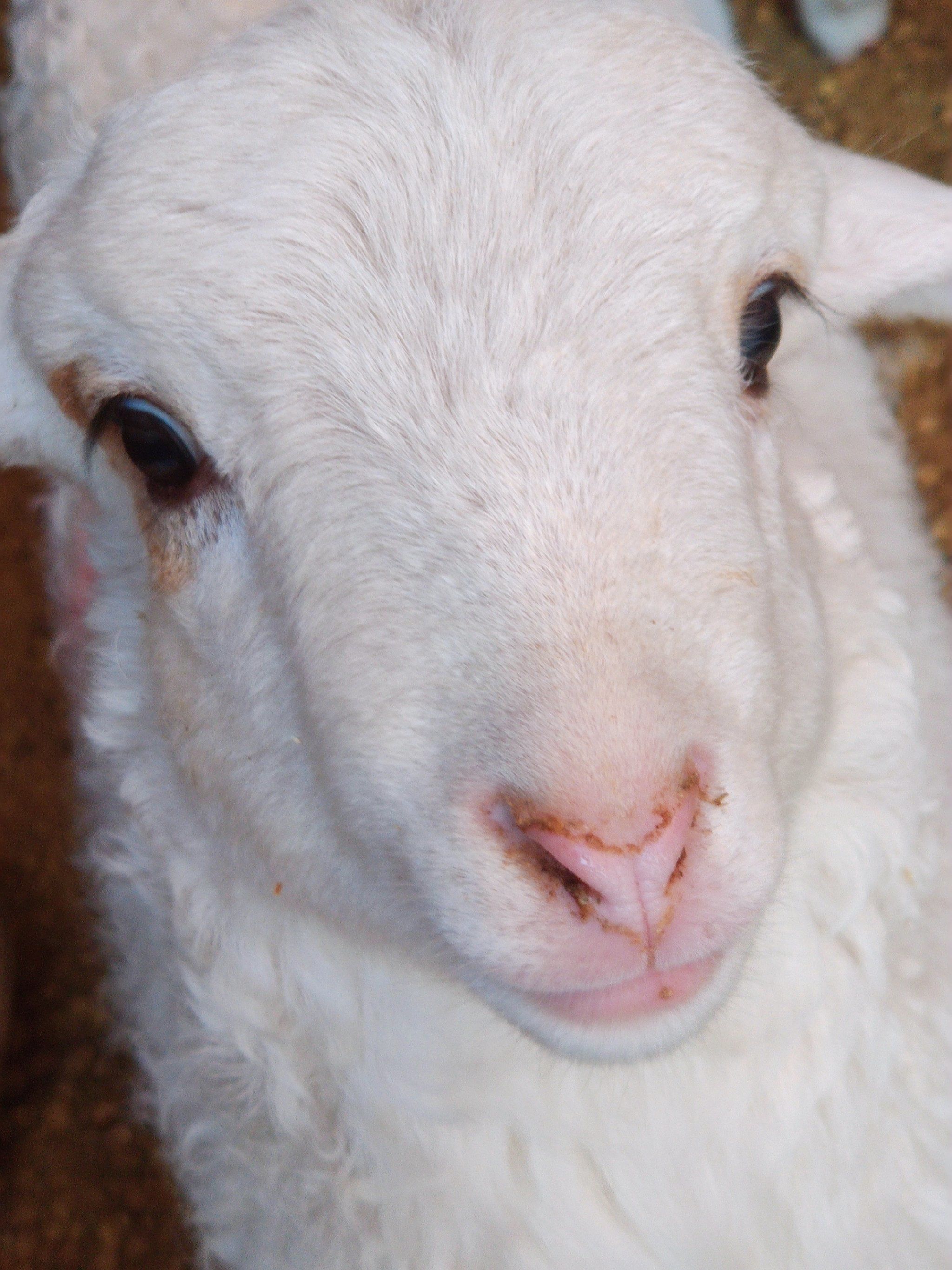 小羊跳跃超治愈