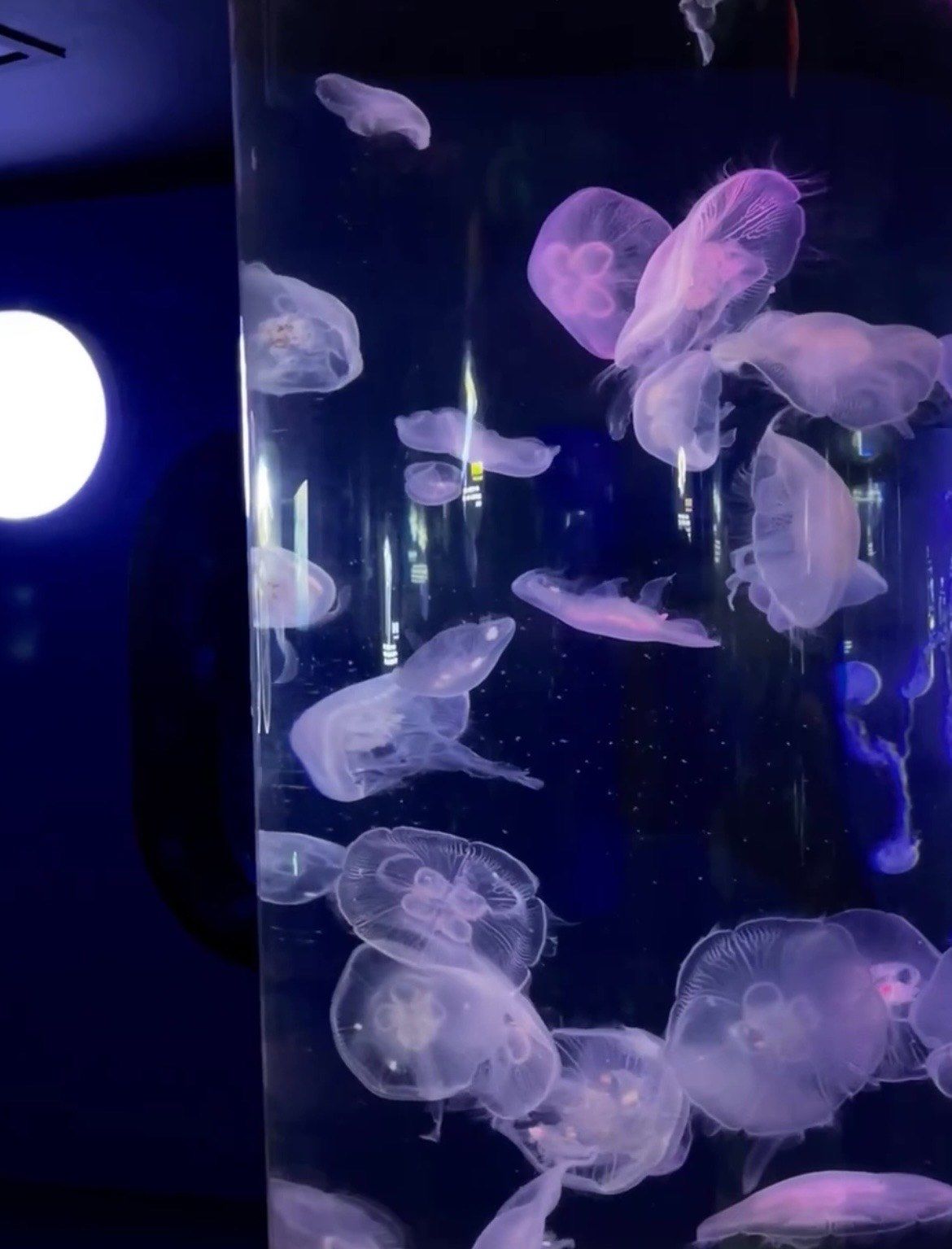 未来水族馆的一天体验