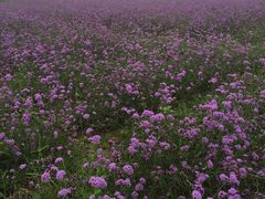 -北京东方普罗旺斯薰衣草庄园