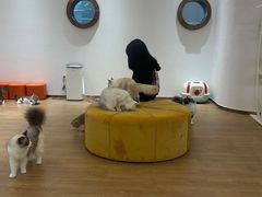 -1013 PET SHOP精品宠物商店(丁香店)