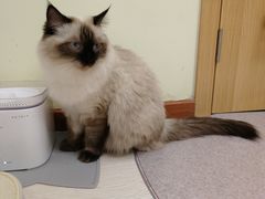-猫和宫(六道口店)