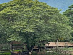 -四季酒店下午茶